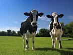 Cows enjoying the Sunshine (Click for Farm Power Web Site