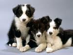 Border Collie Puppies