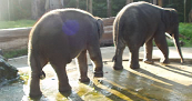 Malayasian Elephants Orphanage Sanctuary