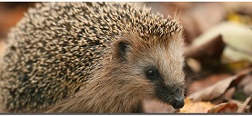 A Hedgehog (click for British Hedgehog Society