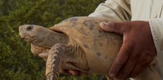 Turtle Conservancy (Click for Web Site)