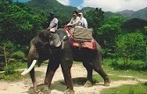 Elephant Ride