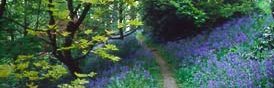 Bluebell Wood, Prestayn.