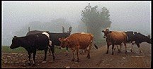 Cows in Costa Rica