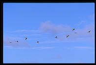 Lower Klamath National Wildlife Refuge